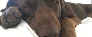 Vacanze con il cane Luna a Lugano Hotel Pestalozzi Lugano 2500x3333