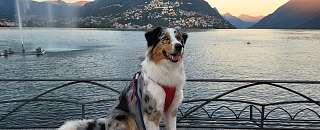 Urlaub mit dem Hund in Lugano